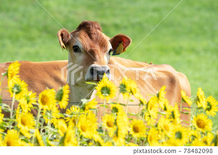 當向日葵在平山高原上盛開時 78482098