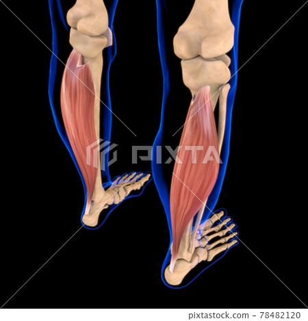 Soleus Muscle Anatomy For Medical Concept 3D Illustration 78482120