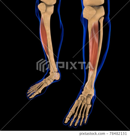 Tibialis Anterior Muscle Anatomy For Medical Concept 3D Illustration Tibialis Anterior Muscle Anatomy For Medical Concept 3D Illustration 78482131