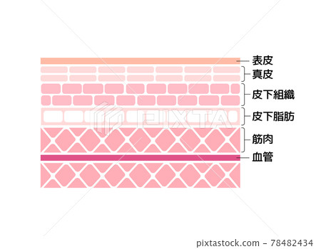 人體皮膚的橫截面圖（從表皮到肌肉） 78482434