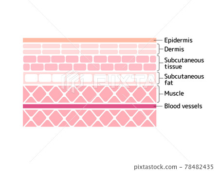 人體皮膚的橫截面圖（從表皮到肌肉）/英文 78482435