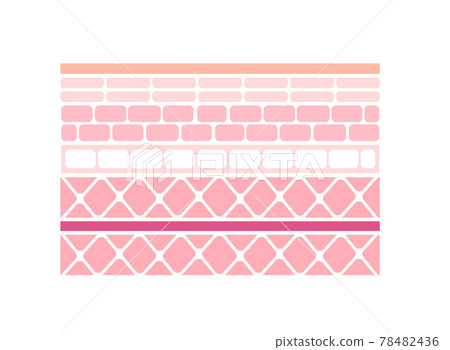 人體皮膚的橫截面圖（從表皮到肌肉）/無字符 78482436