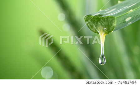 Aloe Vera leaf leaf with dripping beneficial liquid. 78482494