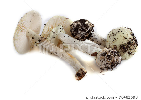 Amanita verna (destroying angel, mushroom fool, fool's mushroom). Deadly poisonous mushrooms Amanita verna (destroying angel, mushroom fool, fool's mushroom). Deadly poisonous mushrooms 78482598