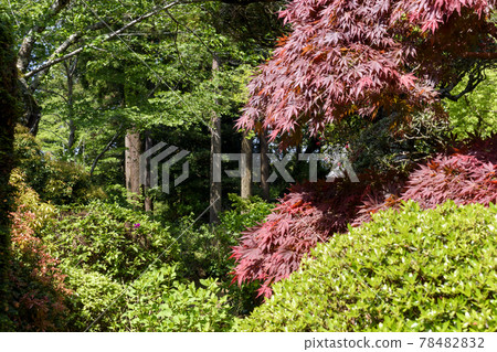 Chiba Prefecture Nihonji Temple Spring Maple Chiba Prefecture Nihonji Temple Spring Maple 78482832