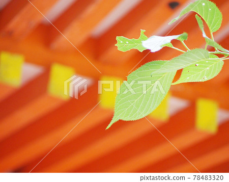 Shinto shrine and fresh green Shinto shrine and fresh green 78483320