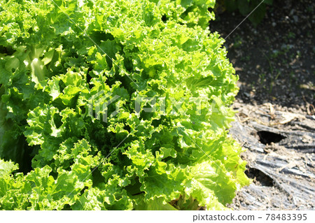Agricultural products production site countryside vegetables landscape background lettuce 78483395