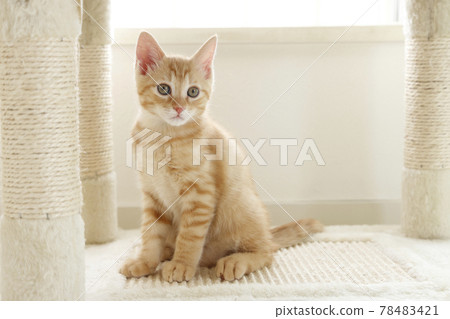 Everyday scenery of cat parents and children 78483421