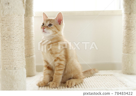 Everyday scenery of cat parents and children 78483422