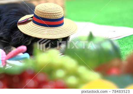 Chihuahua dog wearing a straw hat Fruits and vegetables Chihuahua dog wearing a straw hat Fruits and vegetables 78483523