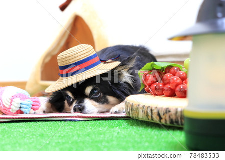 dog fruit hat