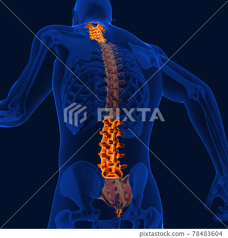 3D_Illustration_cervical_thoracic_lumbar_sacrum_coccyx_back_bone 3D_Illustration_cervical_thoracic_lumbar_sacrum_coccyx_back_bone 78483604