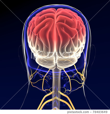 3d illustration brain with nervous system 3D render 3d illustration brain with nervous system 3D render 78483649