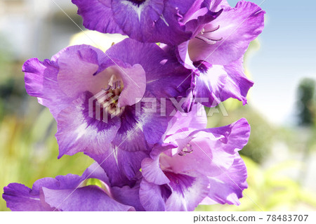 Purple gladiolus flower 78483707