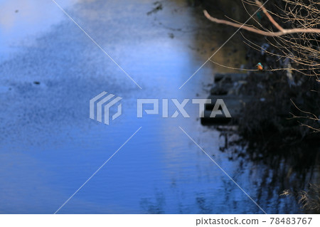 A kingfisher standing on a dead branch on the edge of a river where the river flows gently 78483767