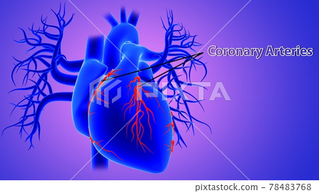 3d Illustration Human Heart Anatomy (Coronary Arteries) 3d Illustration Human Heart Anatomy (Coronary Arteries) 78483768