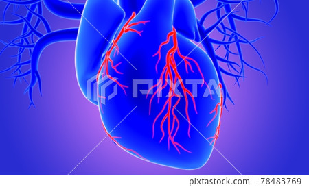 3d Illustration Human Heart Anatomy (Coronary Arteries) 78483769