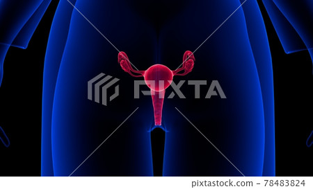 3d_illustration_female_reproductive_system 3d_illustration_female_reproductive_system 78483824
