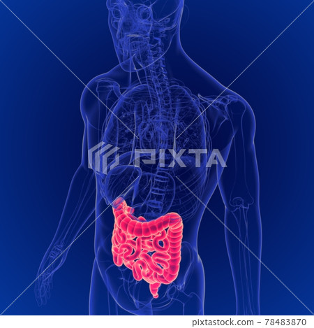 3D Illustration of Human Digestive System Large and Small Intestine Anatomy 78483870