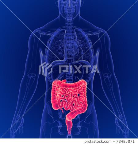 3D Illustration of Human Digestive System Large and Small Intestine Anatomy 78483871