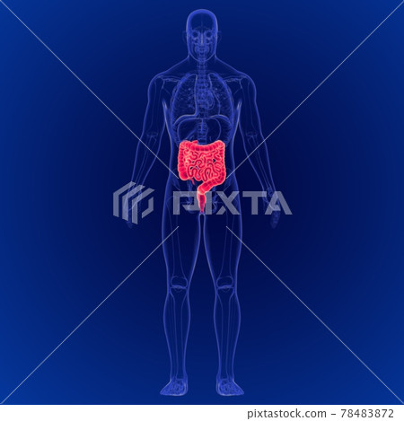 3D Illustration of Human Digestive System Large and Small Intestine Anatomy 78483872