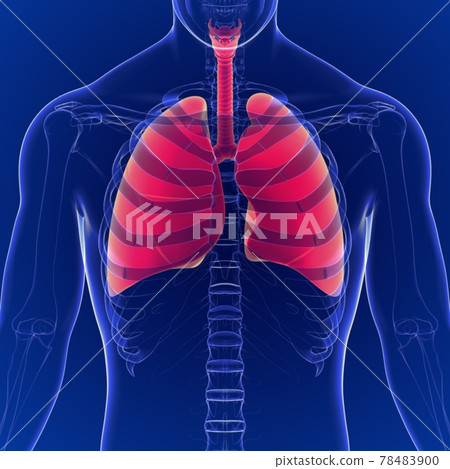3D Illustration of Human respiratory system Anatomy (Lungs) 78483900