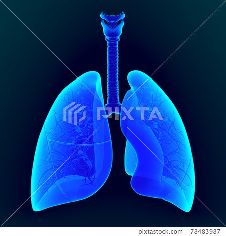 3d illustration human lungs anatomy 78483987