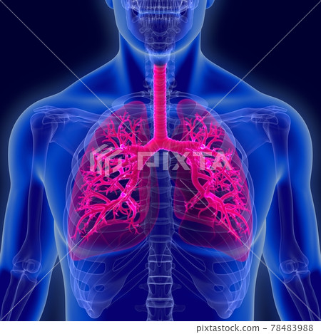 3d illustration human lungs anatomy 78483988