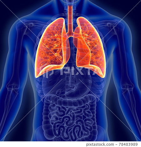 3d illustration human lungs anatomy 3d illustration human lungs anatomy 78483989