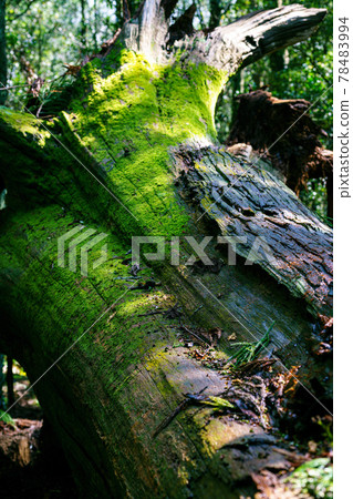 A big tree that fell in a storm A big tree that fell in a storm 78483994