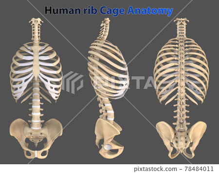 3D Illustration Human Rib Cage Anatomy 78484011