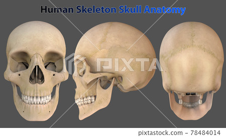 3D Illustration Human Skull Anatomy 78484014