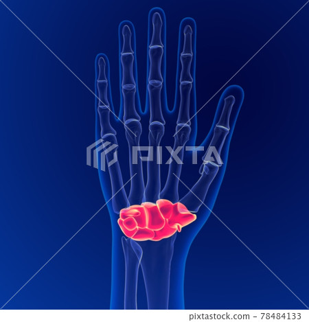Human skeleton anatomy Carpals Bones 3D Rendering For Medical Concept Human skeleton anatomy Carpals Bones 3D Rendering For Medical Concept 78484133