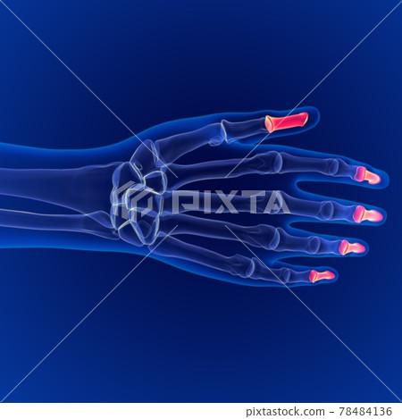 Human skeleton anatomy Distal Phalanges Bones Dorsal side 3D Rendering For Medical Concept 78484136
