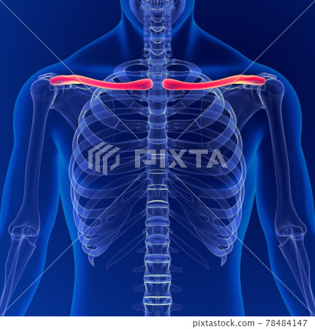 Human skeleton anatomy Clavicle Bones 3D Rendering For Medical Concept 78484147