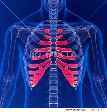 Human skeleton anatomy Costal Cartilage 3D Rendering For Medical Concept Human skeleton anatomy Costal Cartilage 3D Rendering For Medical Concept 78484148