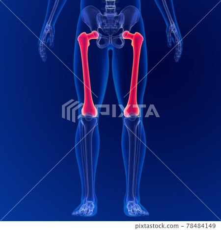 Human skeleton anatomy Femur Bone 3D Rendering For Medical Concept 78484149