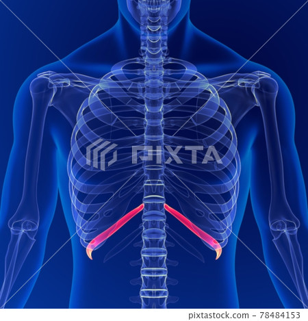 Human skeleton anatomy Rib Cage 11th Bone 3D... - Stock Illustration ...