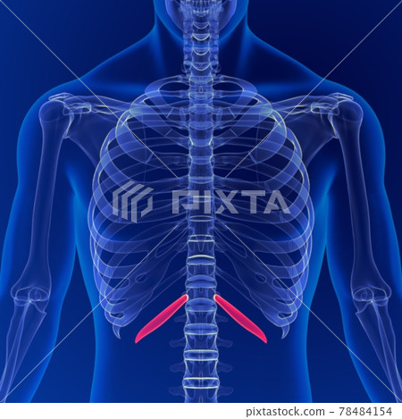 Human skeleton anatomy Rib Cage 12th Bone 3D Rendering For Medical Concept Human skeleton anatomy Rib Cage 12th Bone 3D Rendering For Medical Concept 78484154