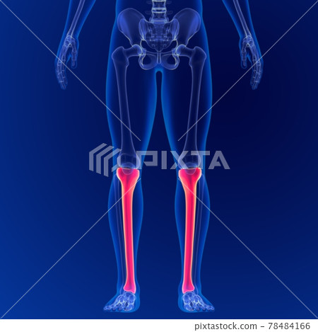Human skeleton anatomy Tibia Bone 3D Rendering For Medical Concept 78484166