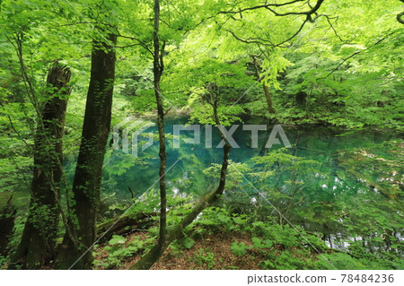 煮沸的池塘 78484236