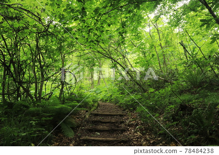 A promenade A promenade 78484238