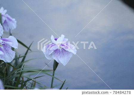 玉名市高瀨鳶尾， 78484278