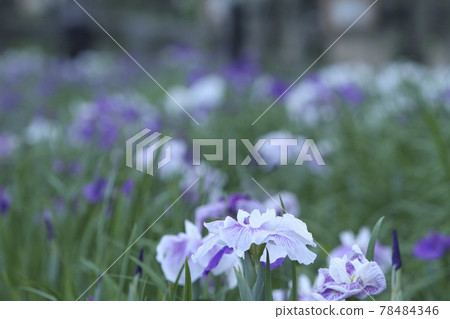 Tamana City Takase Iris, Tamana City Takase Iris, 78484346