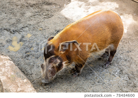 Red river hog looking for food in the soil with its nose [Cetartiodactyla] 78484600