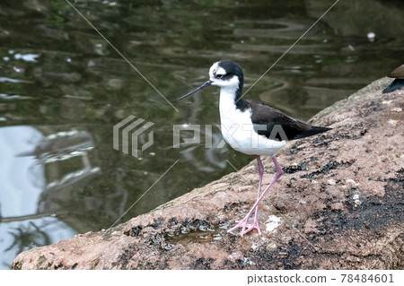 Black-necked stilt staring at the surface of the water with a sneak foot on the shore Black-necked stilt staring at the surface of the water with a sneak foot on the shore 78484601