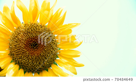 Big sunflower and sky 78484649