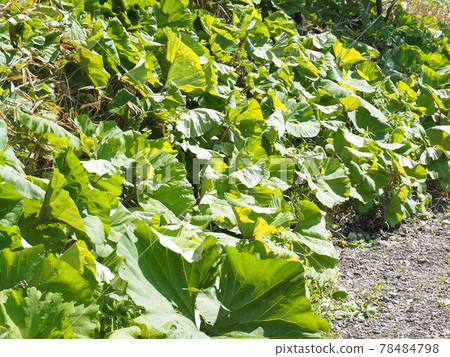 Slope overgrown with butterbur 78484798