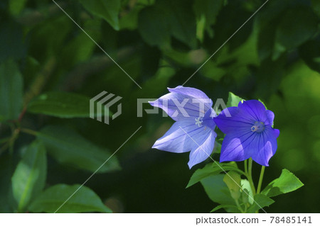 Bellflower 78485141