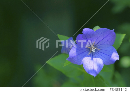Bellflower Bellflower 78485142